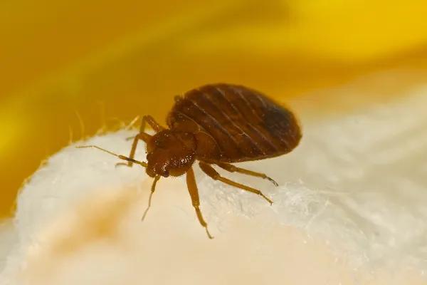 London’s Trusted Bed Bug Control Specialists at Your Service