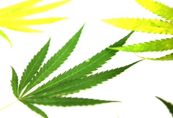 Top Rated Dispensaries Near the Las Vegas Strip