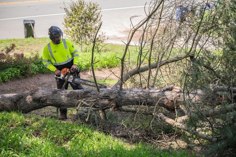 Complete Tree Removal Services in Springfield Area