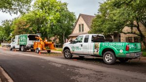 Trusted Tree Service in Shelton with Experienced Arborists