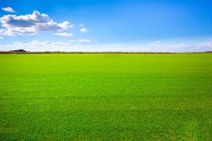 How landscape grass Improves Outdoor Space Design