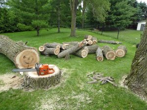 Emergency Cedar Park Tree Service: What to Do After a Storm
