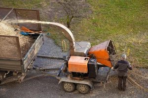 Tree Wise Men Providing Reliable & Affordable Tree Services