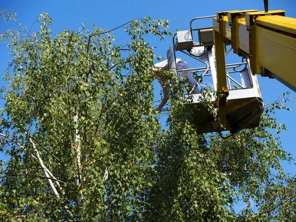 Choose Sindt Tree Service for Reliable and Timely Tree Care