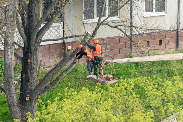 Top-Rated Tree Service Backed by Skilled Arborists