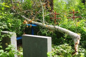 Tree Removal Companies Near Me Trusted Professionals